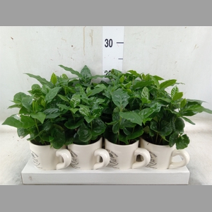 Coffea arabica