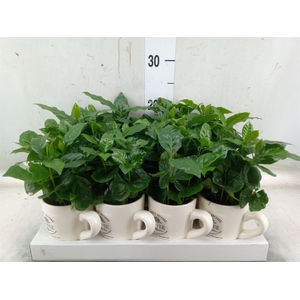 Coffea arabica
