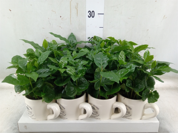 <h4>Coffea arabica</h4>