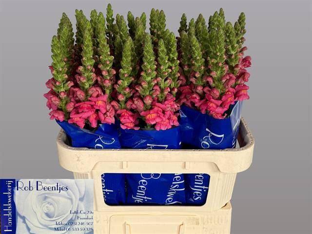<h4>ANTIRRHINUM MAJUS 'ANTIBES ROSE'</h4>