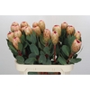 Protea Grandicolor