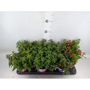 Fuchsia  'Bella Fuchsia'  .mix hang