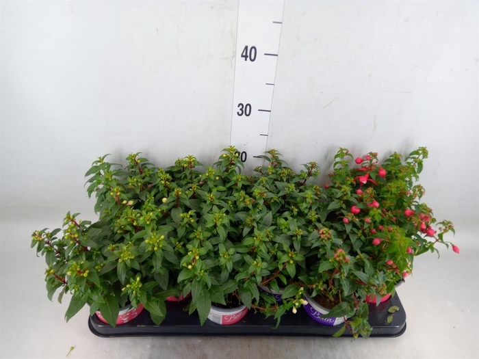 <h4>Fuchsia  'Bella Fuchsia'  .mix hang</h4>