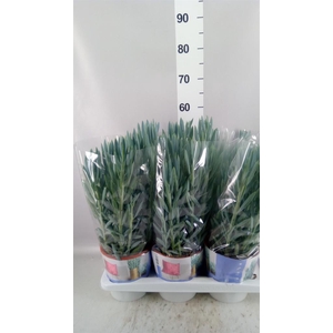 Curio ficoides 'Mount everest'
