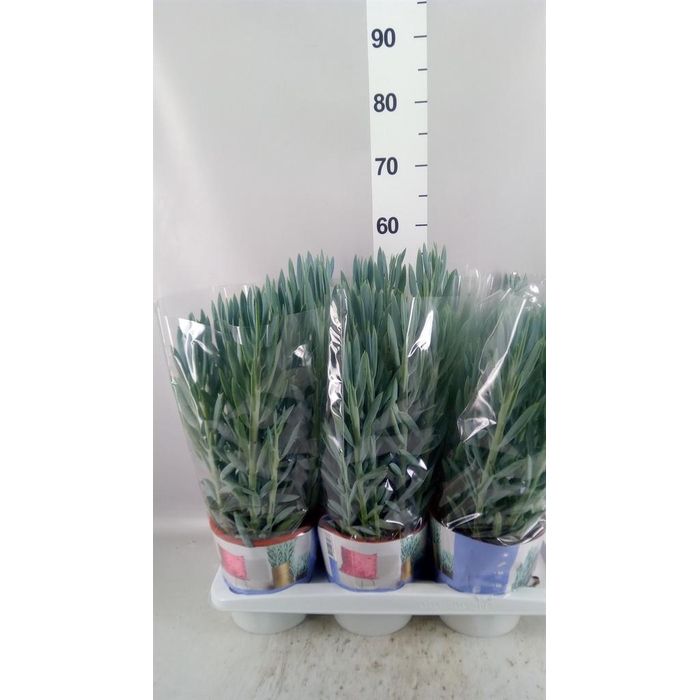 <h4>Curio ficoides 'Mount everest'</h4>