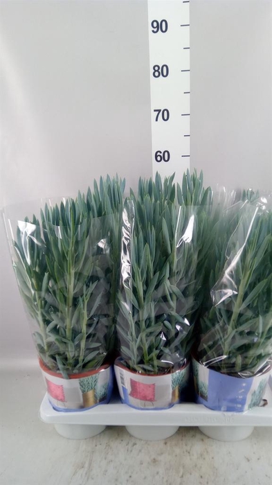 Curio ficoides 'Mount everest'