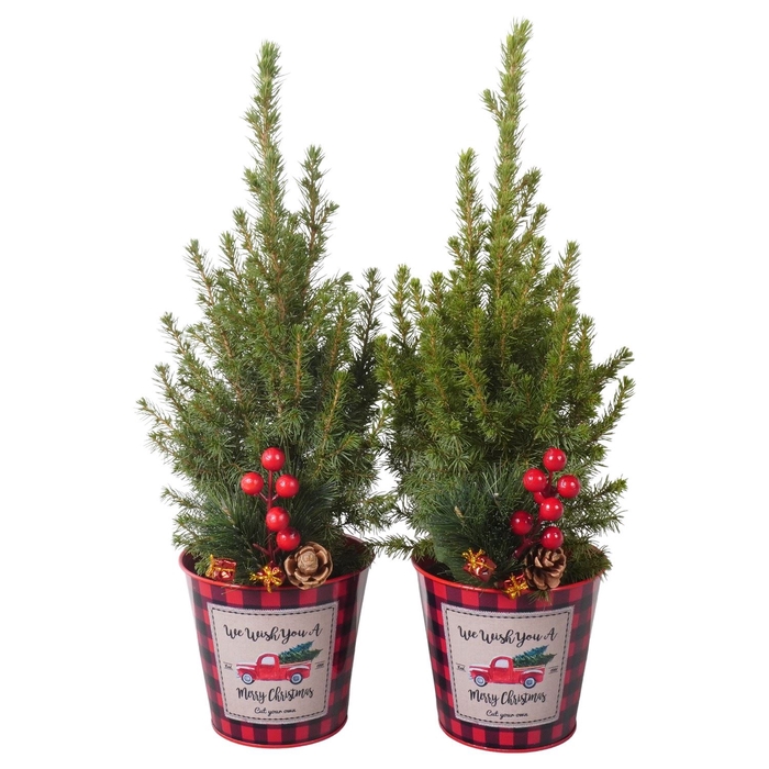 <h4>Picea glauca 'Conica'</h4>