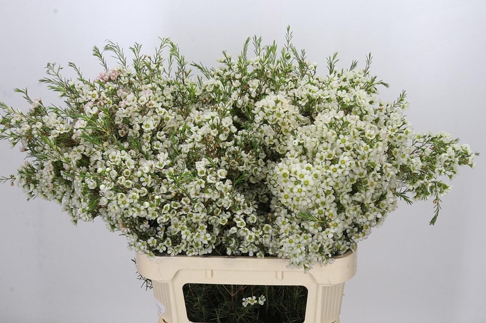 <h4>Chamelaucium Ivory Pearl</h4>