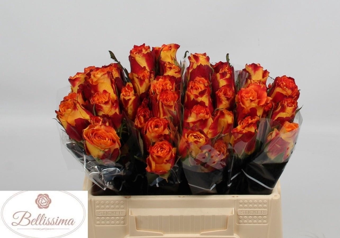 <h4>R GR SILANTOI@</h4>