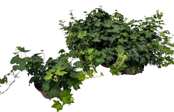 <h4>HED HE BRIGITTE</h4>