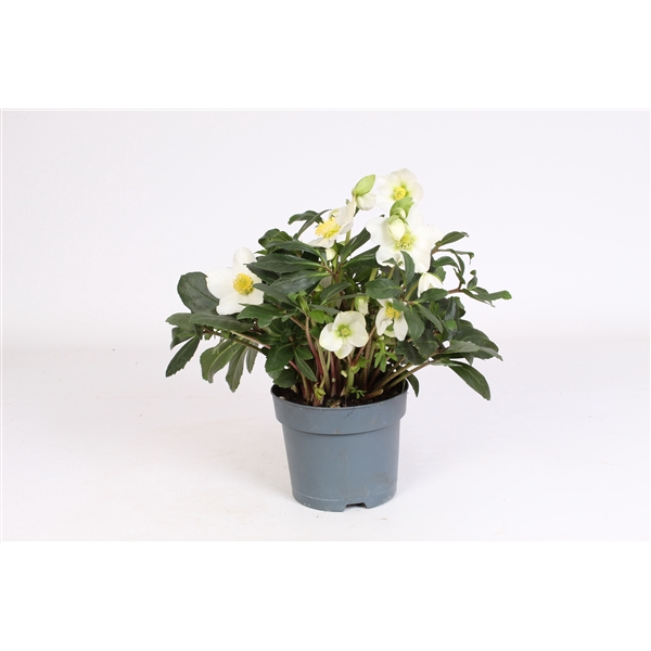 <h4>Helleborus 15cm overig</h4>