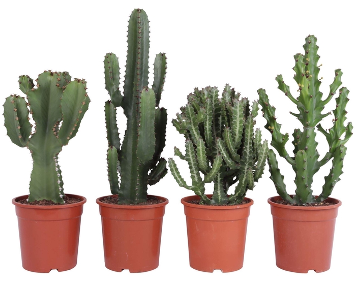 <h4>Euphorbia ...</h4>