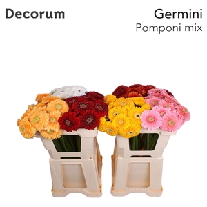 Germini Pomponi Mix in bos Water