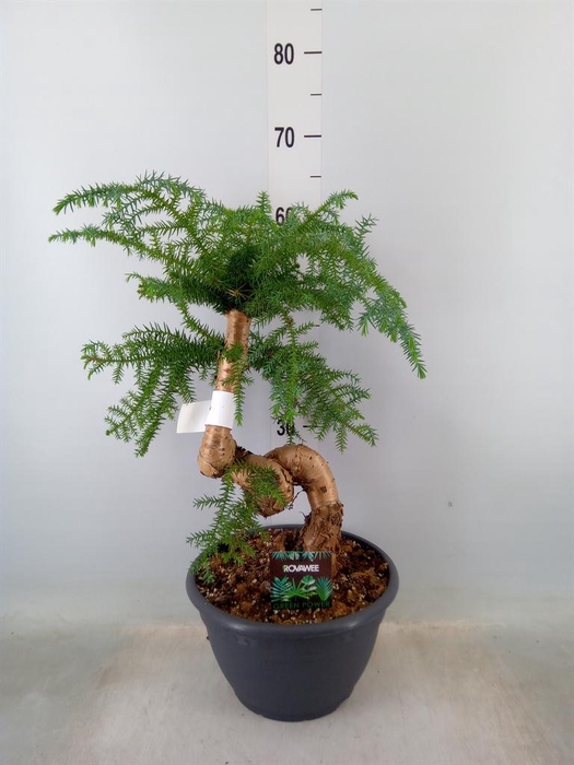 <h4>Araucaria ...</h4>