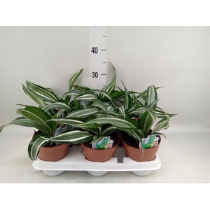 Dracaena frag. 'Jade Jewel'