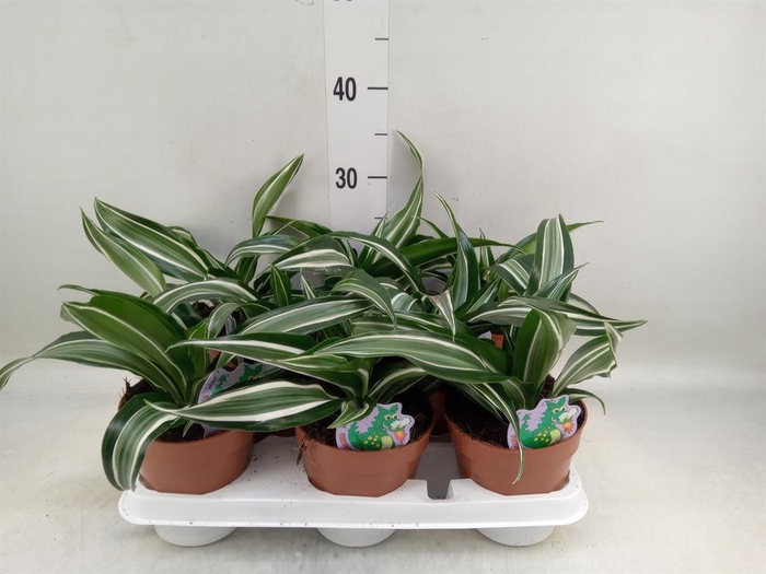 <h4>Dracaena frag. 'Jade Jewel'</h4>