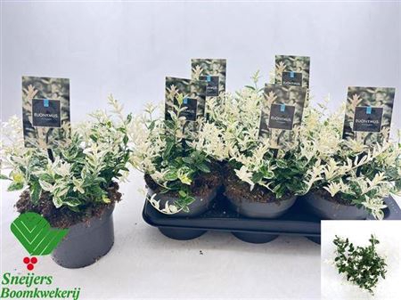 <h4>Euonymus Fo Harlequi</h4>