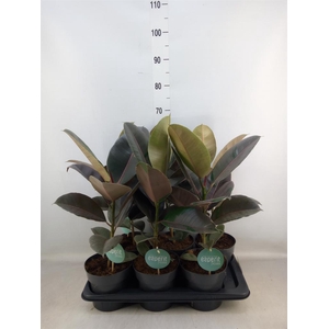 Ficus elastica 'Pink Camouflage'