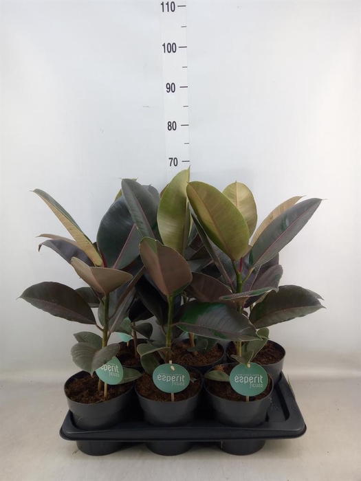 <h4>Ficus elastica 'Pink Camouflage'</h4>