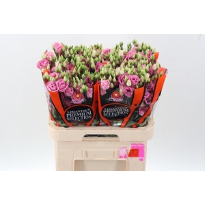 Eus G Rosi Rose Pink