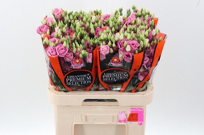 <h4>Eus G Rosi Rose Pink</h4>