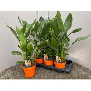 Strelitzia reginae without flower 17Ø 70cm 4pp