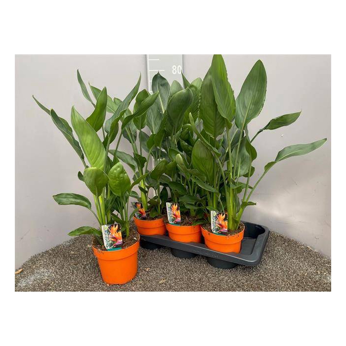 <h4>Strelitzia reginae without flower 17Ø 70cm 4pp</h4>