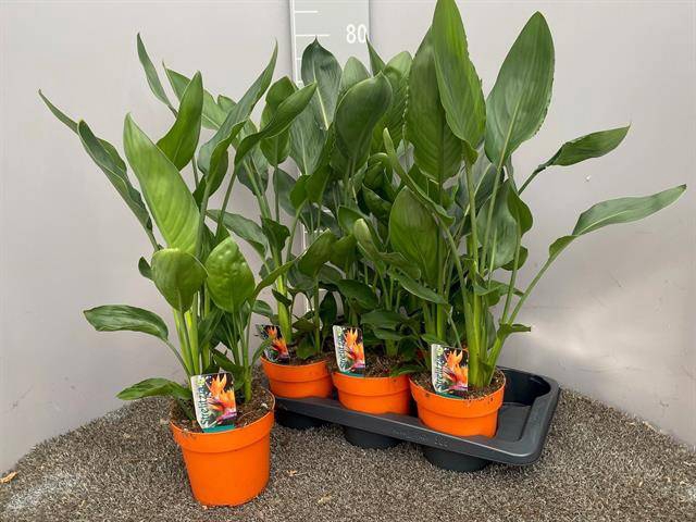 Strelitzia reginae without flower 17Ø 70cm 4pp