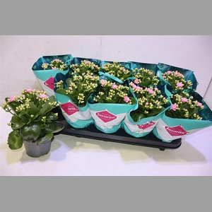 Kalanchoe Double Deluxe Pink