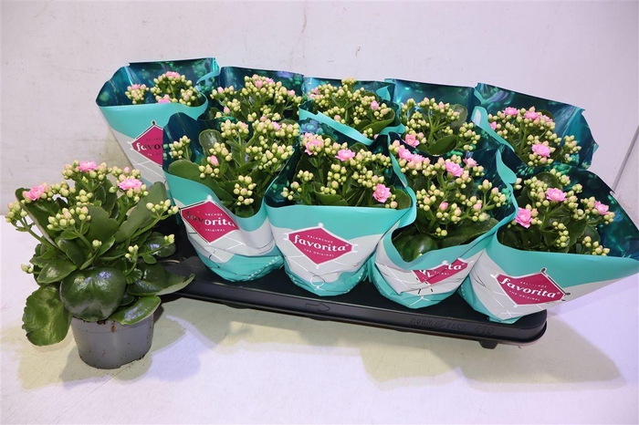 <h4>Kalanchoe Double Deluxe Pink</h4>