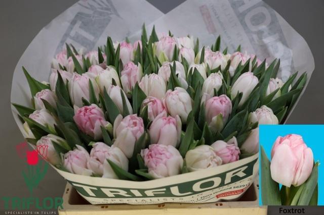 <h4>TU DU FOXTROT</h4>