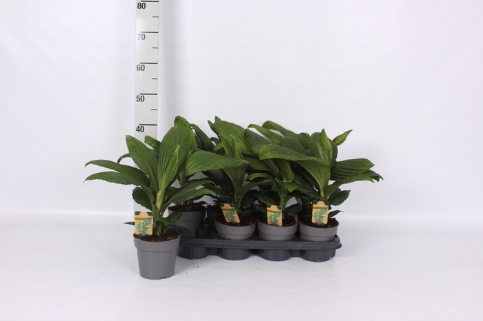 <h4>GROENE PL OV</h4>