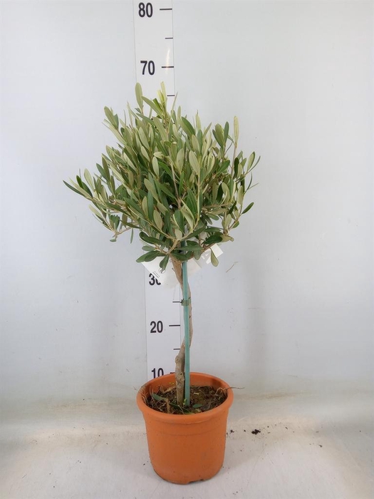 <h4>Olea europaea</h4>