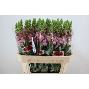 Antirrhinum potomac lavender