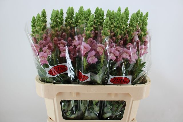<h4>Antirrhinum potomac lavender</h4>