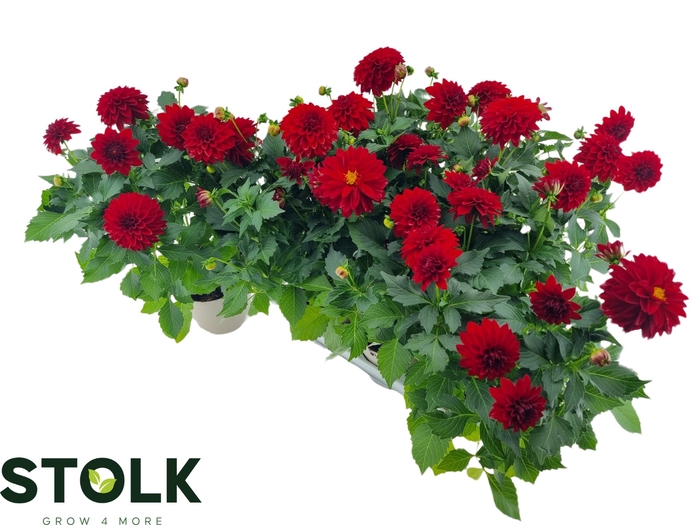 <h4>DAHL HYPNO RED</h4>