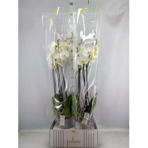 Phalaenopsis   ...white