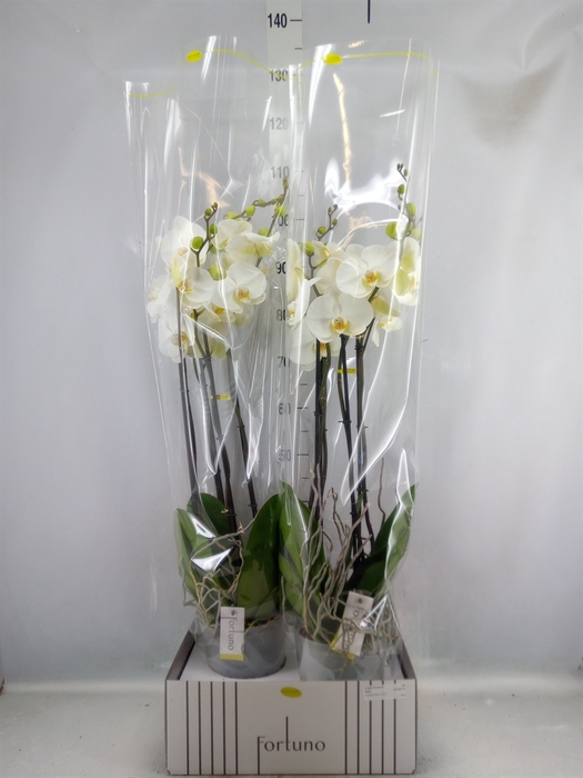 <h4>Phalaenopsis   ...white</h4>