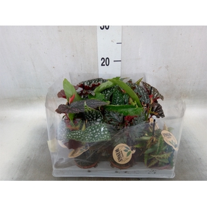 Begonia BD   ...