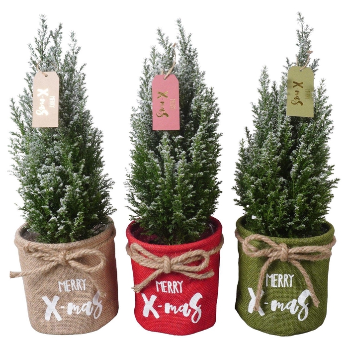 <h4>PTK25216 Ellwoodii met sneeuw in jute mix met decoratie</h4>