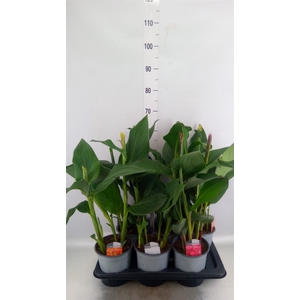 Canna  'Cannova'   ...mix
