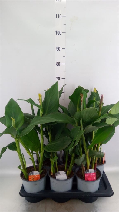 <h4>Canna  'Cannova'   ...mix</h4>