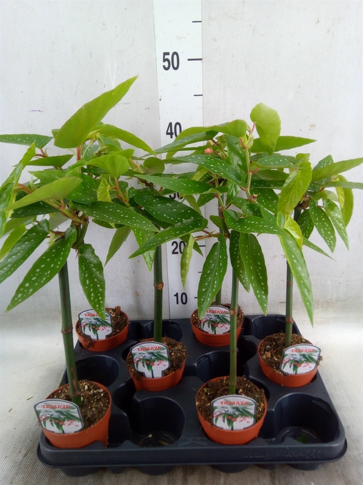 <h4>Begonia  'Tamaya'</h4>