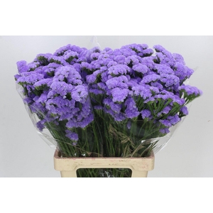 Limonium Sinuatum Lavender