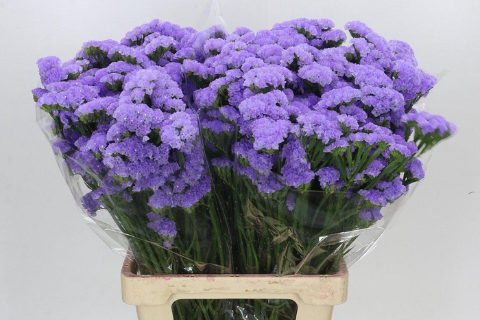 <h4>Limonium Sinuatum Lavender</h4>