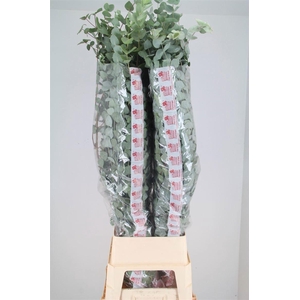 Euca Cinerea Super P Stem 140 Cm