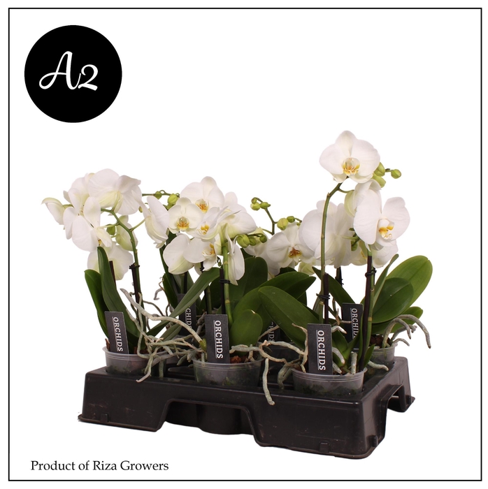 <h4>Phalaenopsis A2 Spirit White 2+ spike – 12cm</h4>