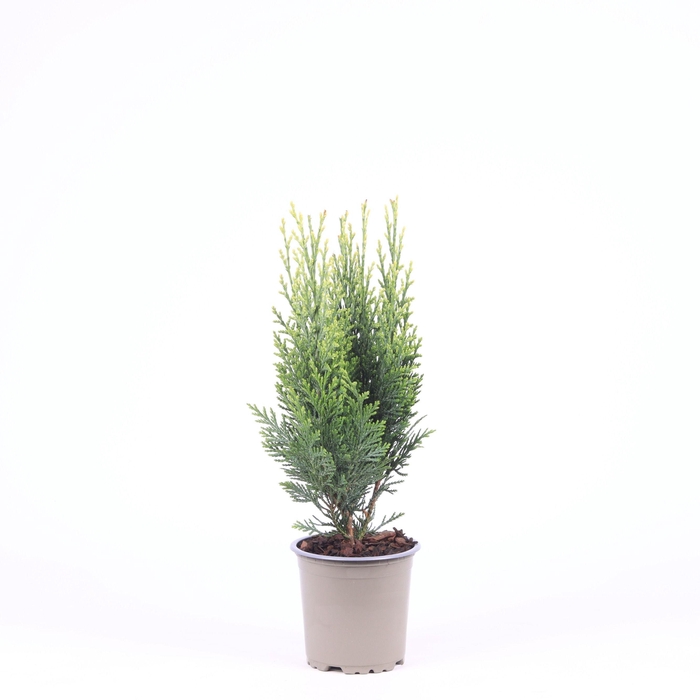 <h4>Chamaecyparis lawsoniana 'White Spot'</h4>
