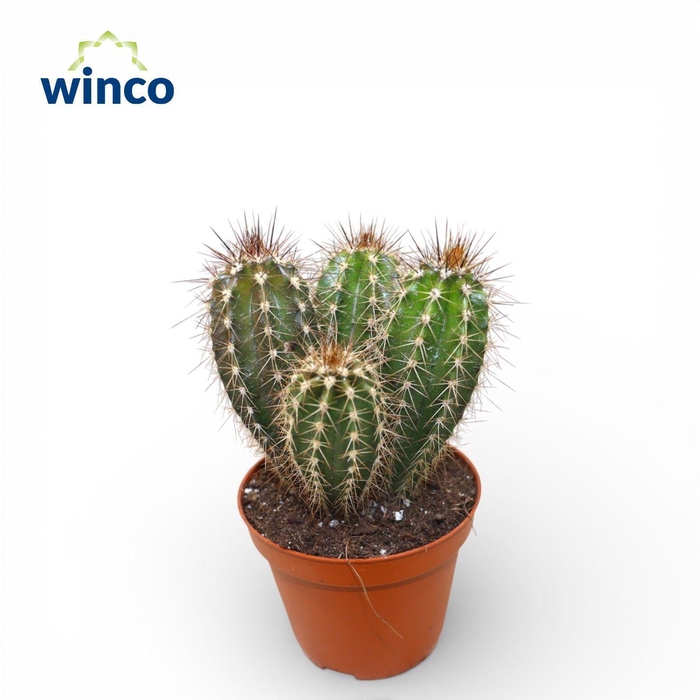 <h4>Pachycereus Pringlei</h4>