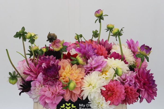 <h4>Dahlia Gemengd in bos</h4>